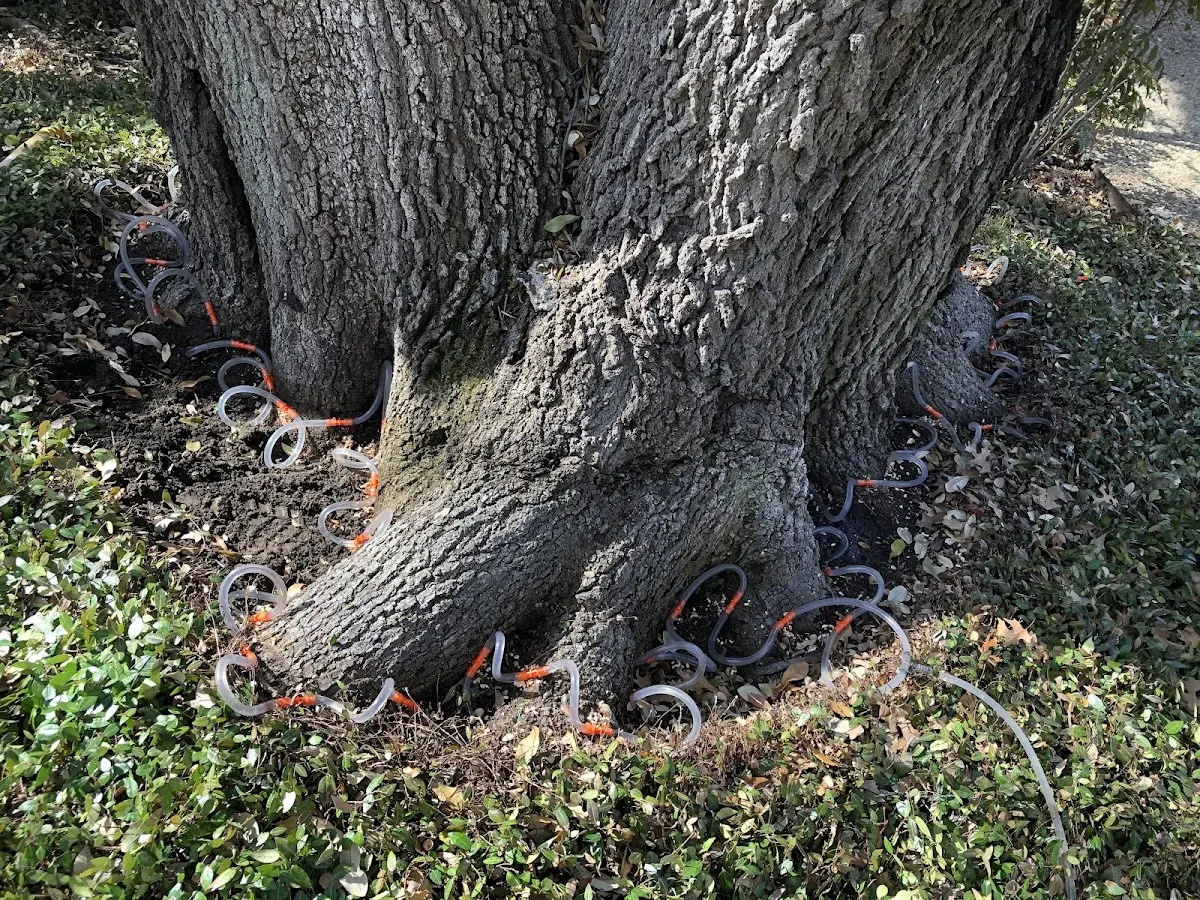 Detailed Tree Cabling and Bracing job site in Penn Run