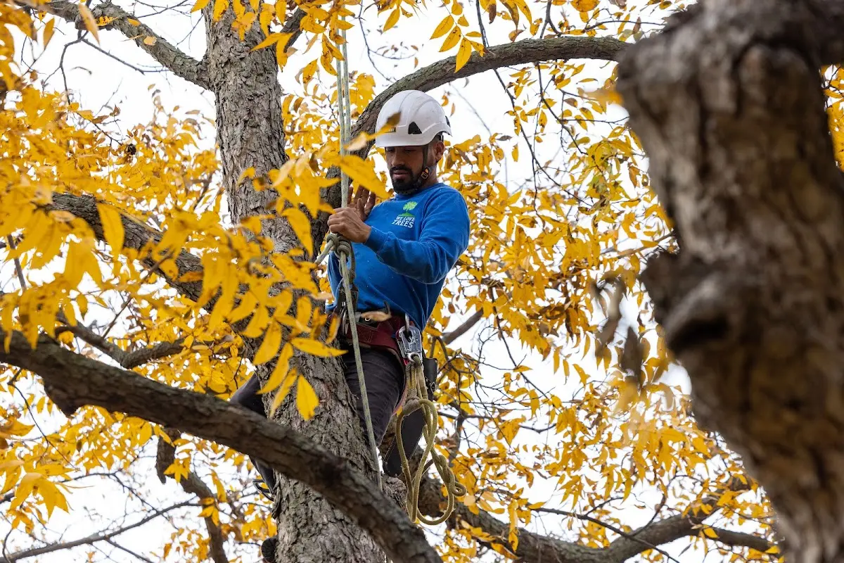 Skilled Tree Planing crew working in Penn Run