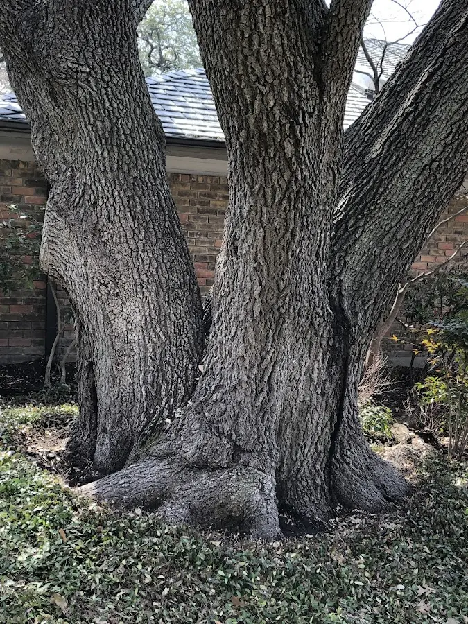 Mature heritage tree close to a Penn Run property cared for by certified arborists